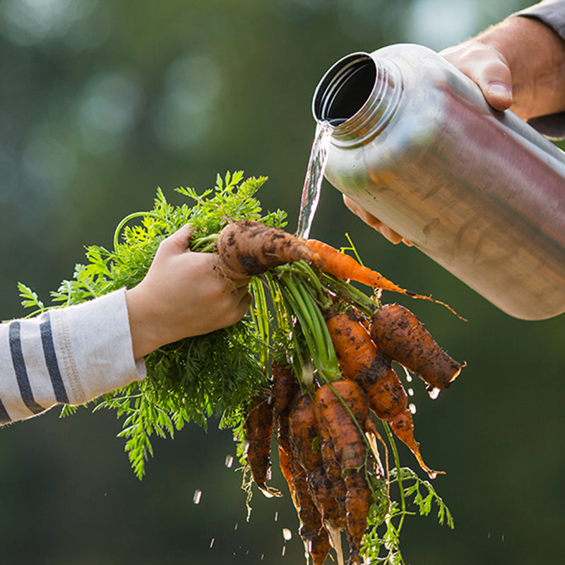 Person pouring water from a bottle onto carrots from garden