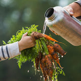 Person pouring water from a bottle onto carrots from garden